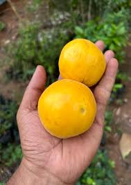 Arasaboi Fruit Plants