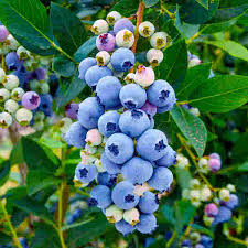 Blueberry biloxi Fruit Plants