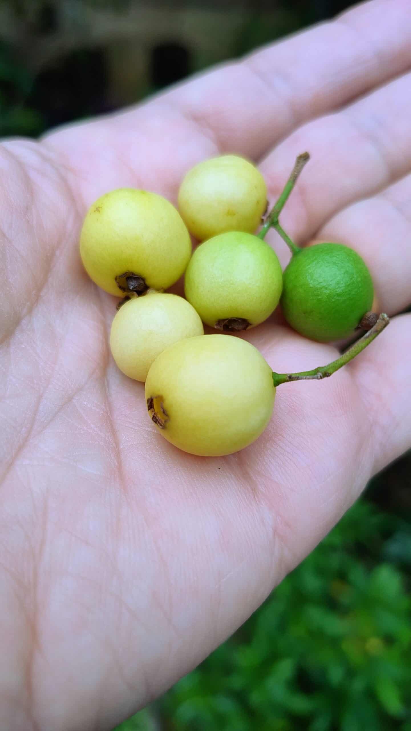 Guayabillo fruit plants (Psidium sorataniam)