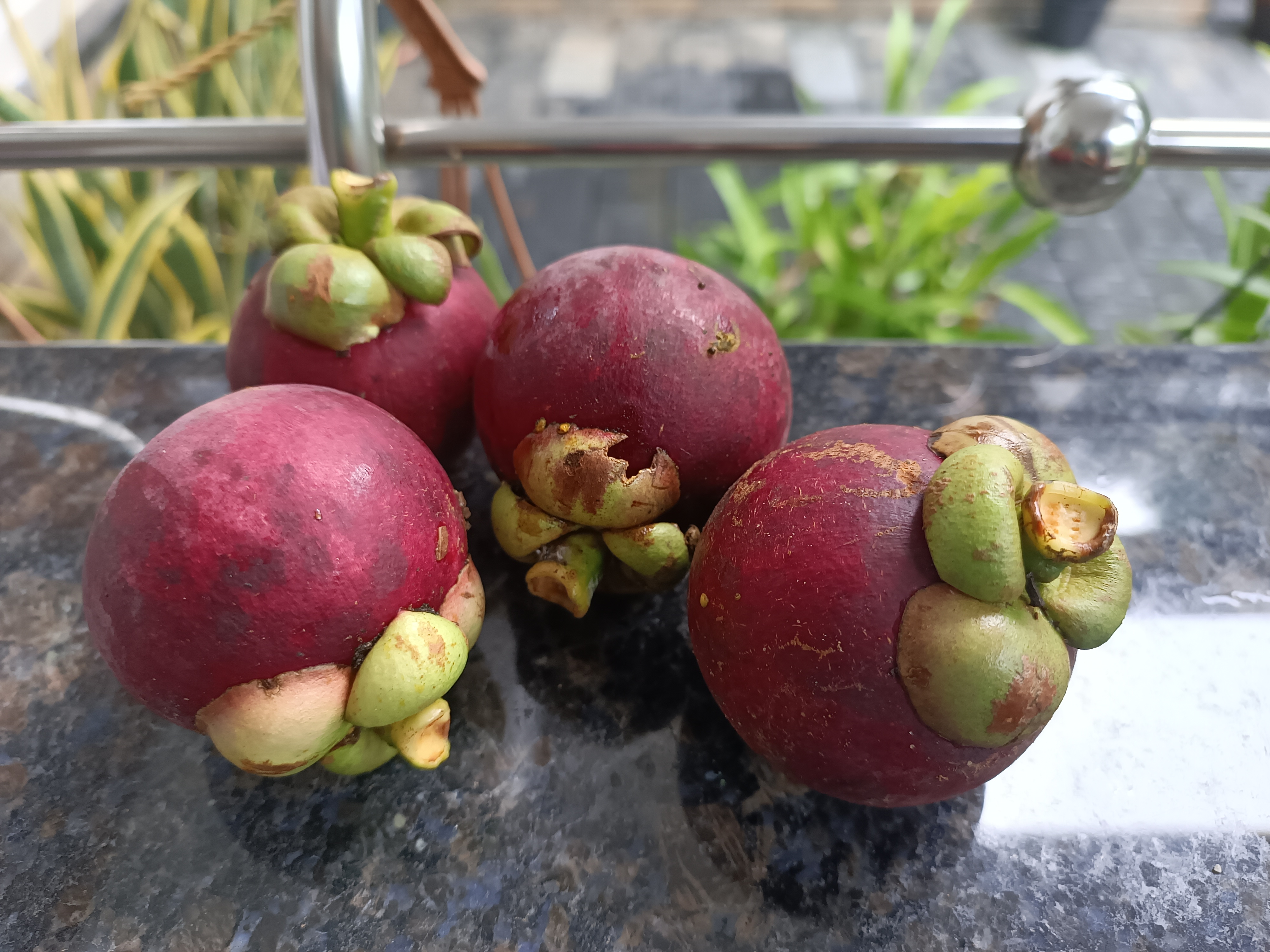 Mangosteen Fruit Plants