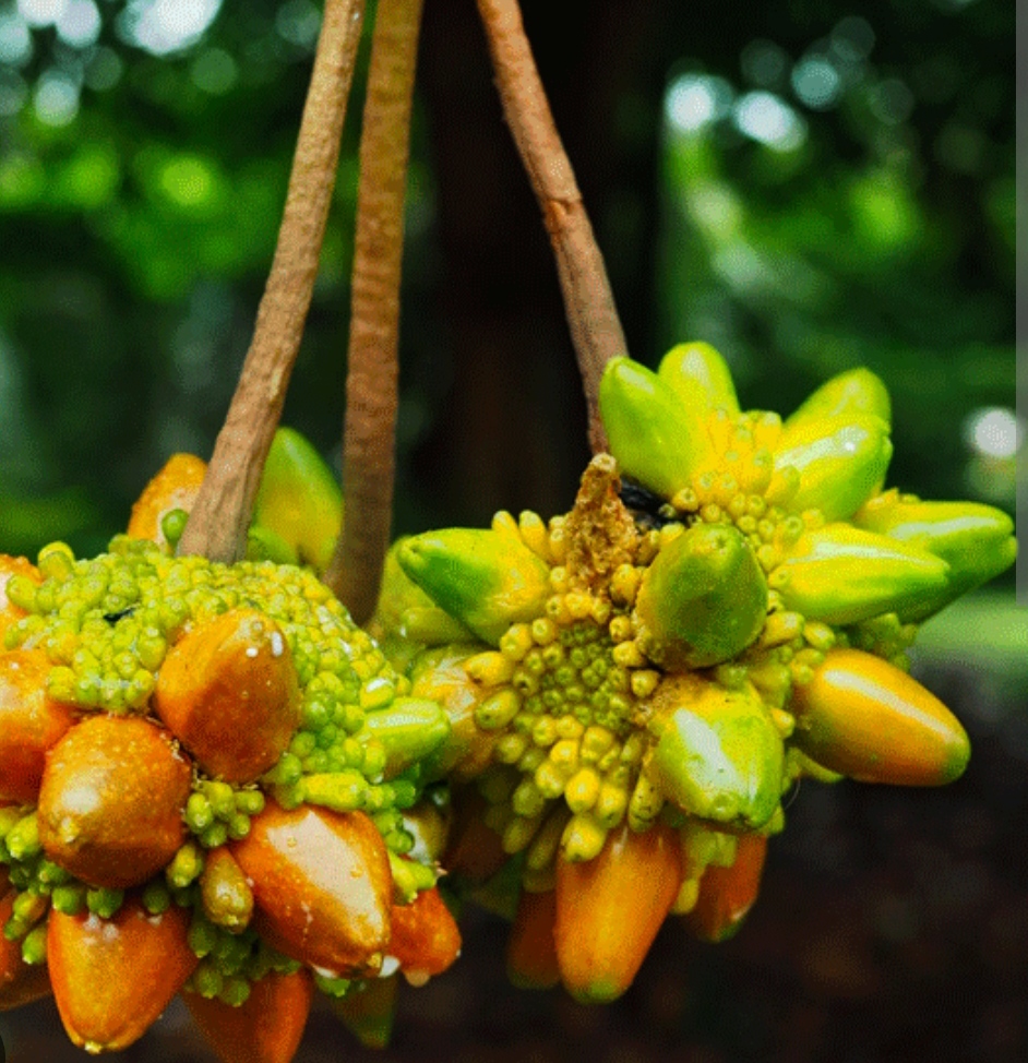 Kesusu Grafted fruit Plants