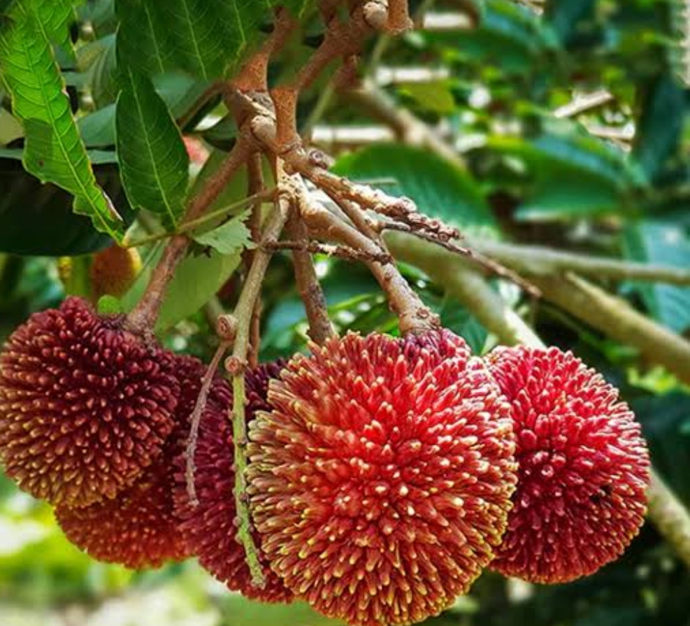 Pulasan fruit plant