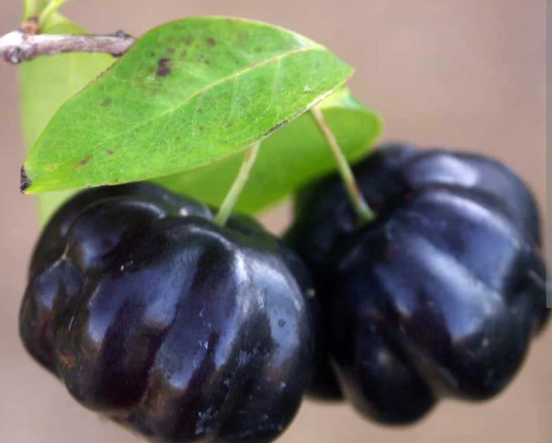 Black Surinam cherry plants