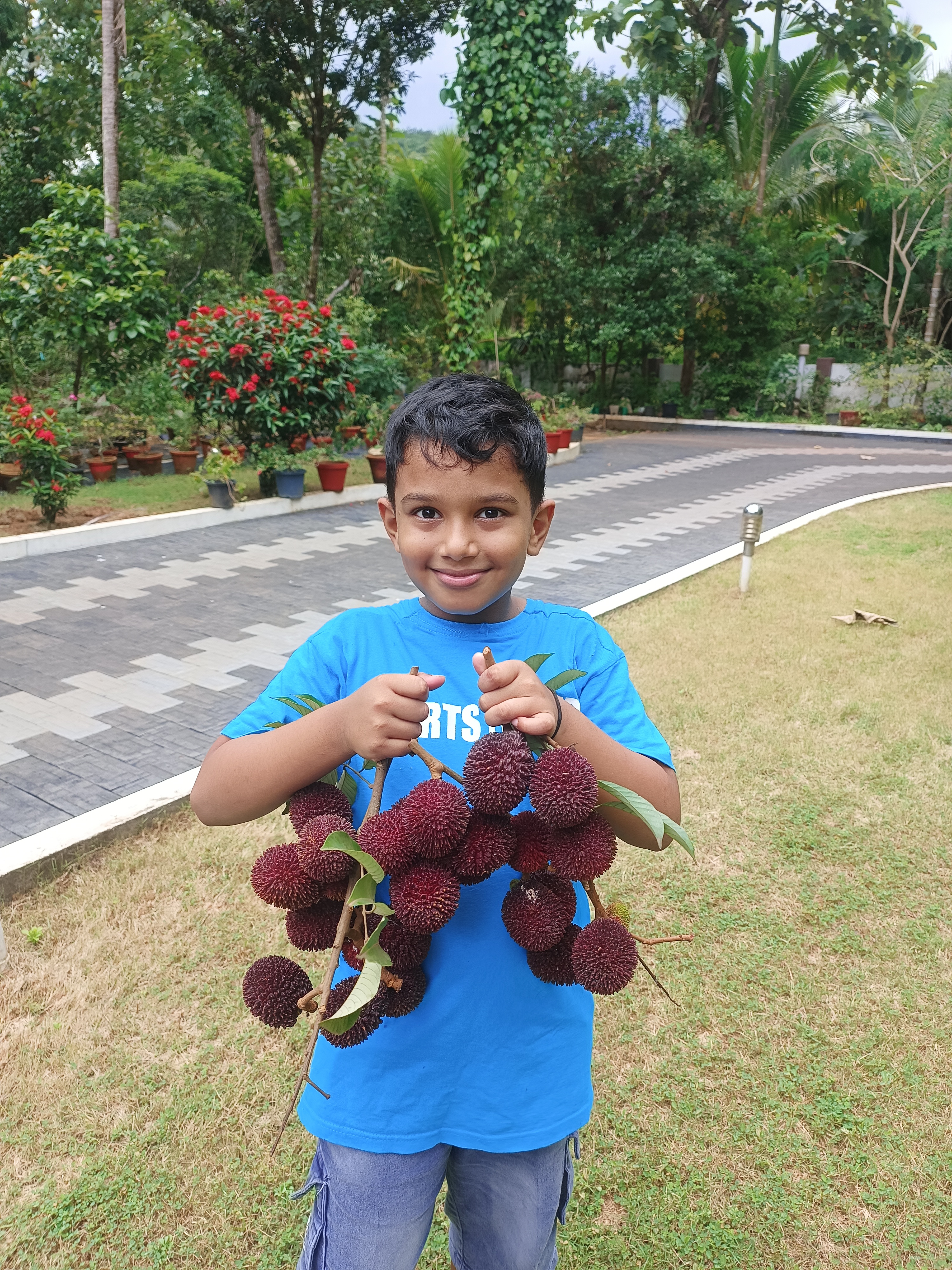 Pulasan bud plants
