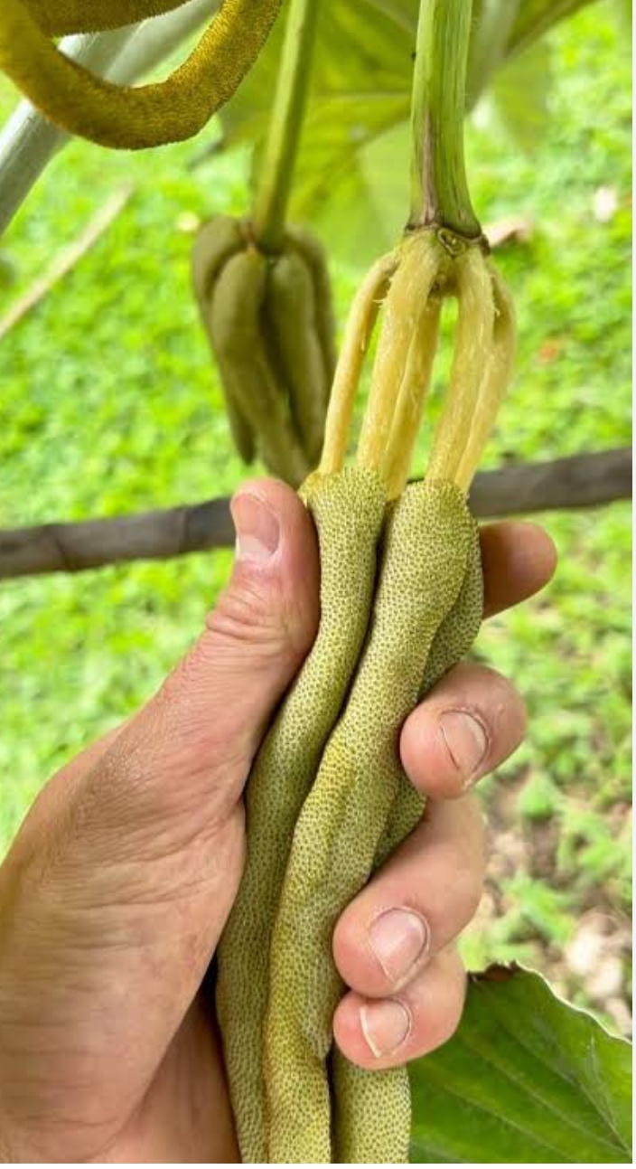 Trumpet Fruit Tree Plant /Gummy worm fruit (Cecropia obtusifolia)