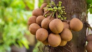 Kepel Fruit Plant s