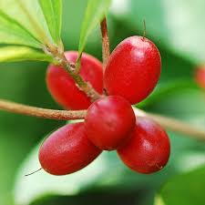 Miracle fruit plant Small