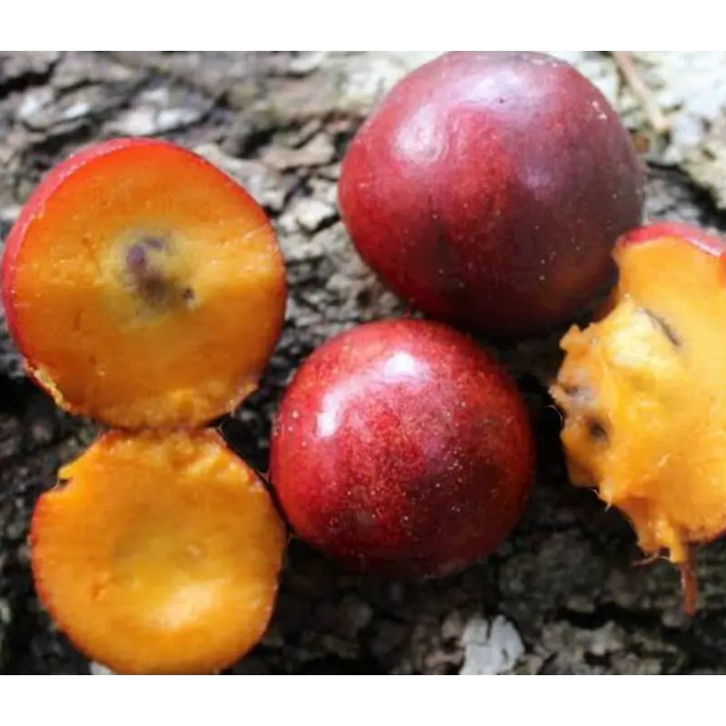 Envira Caju (Annatto) Fruit Plant – Bixa orellana