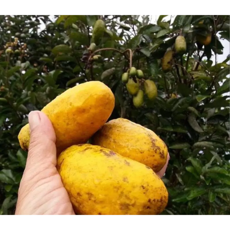 Olosapo Fruit Plant (Air Layered)