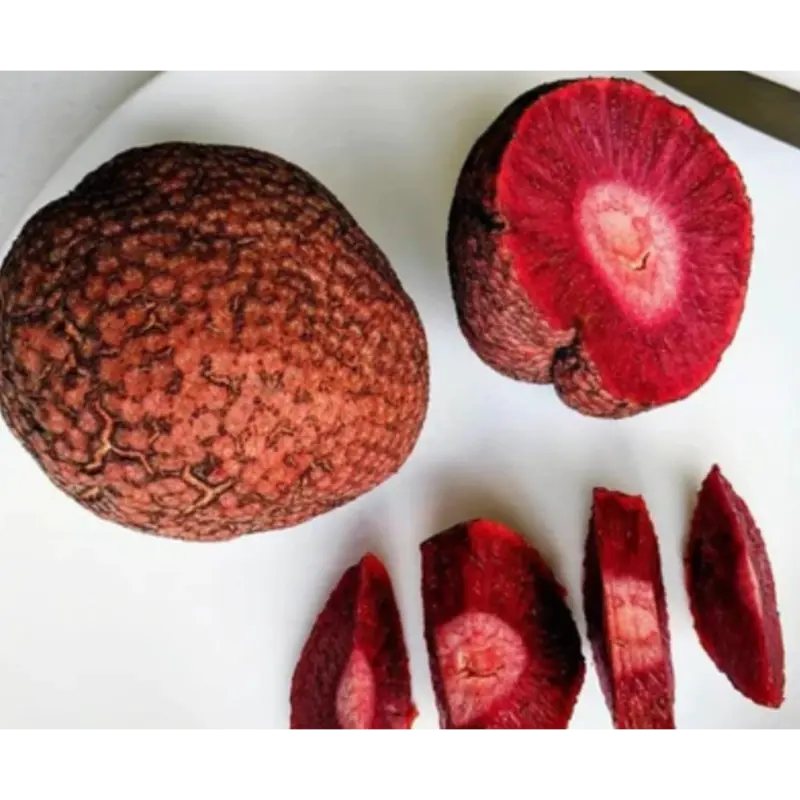 African Red Peach Fruit Plant (Layered) – Nauclea latifolia