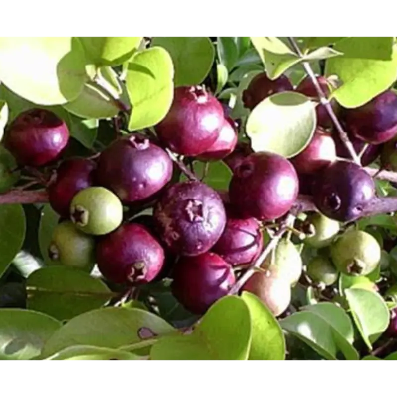 Purple Forest Guava Fruit Plant