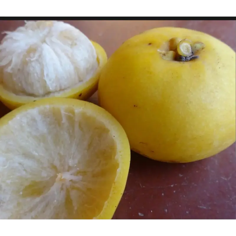 Yellow Kokum Fruit Plant (Grafted )