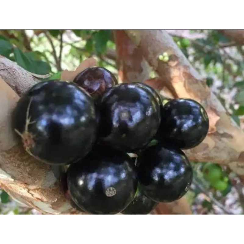 Jaboticaba Sabara Fruit Plant