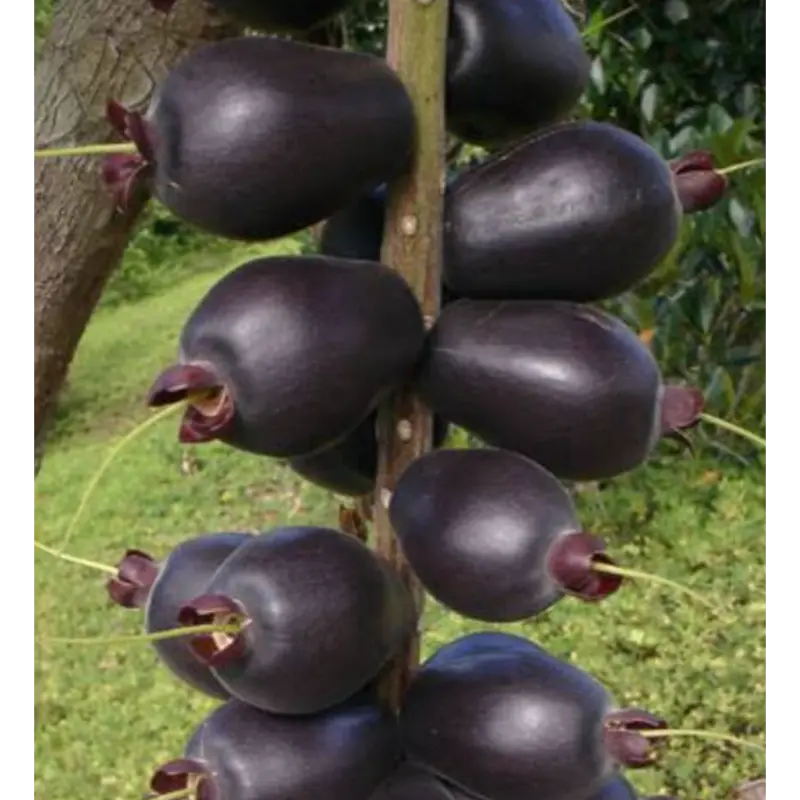 Cut nut fruit Plants