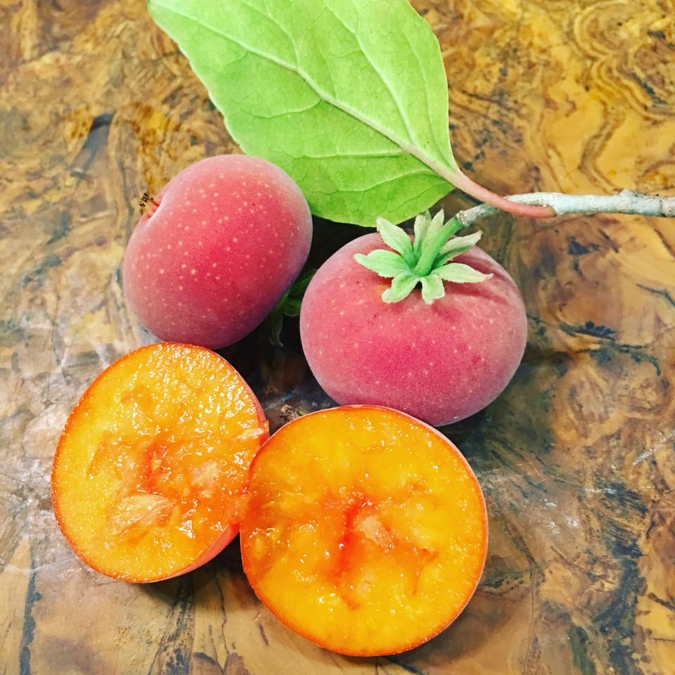 Tropical Apricot Layer Fruit Plant (Dovyalis Hebecarpa)