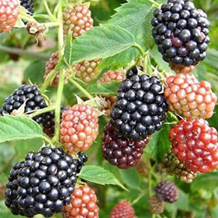 BlackBerry (Layer) Fruit Plant