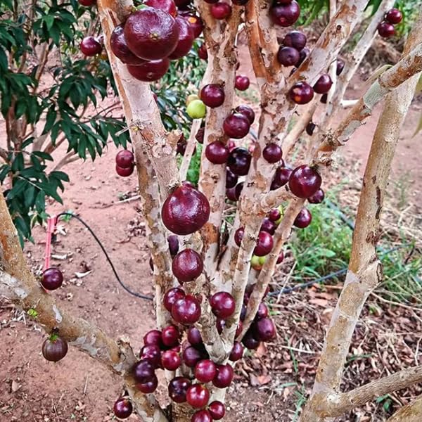 Jaboticaba Red hybrid