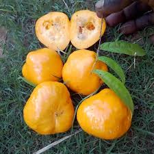 Sundrop fruit Plants