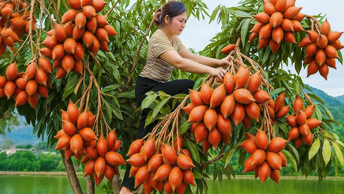 Farmer in garden
